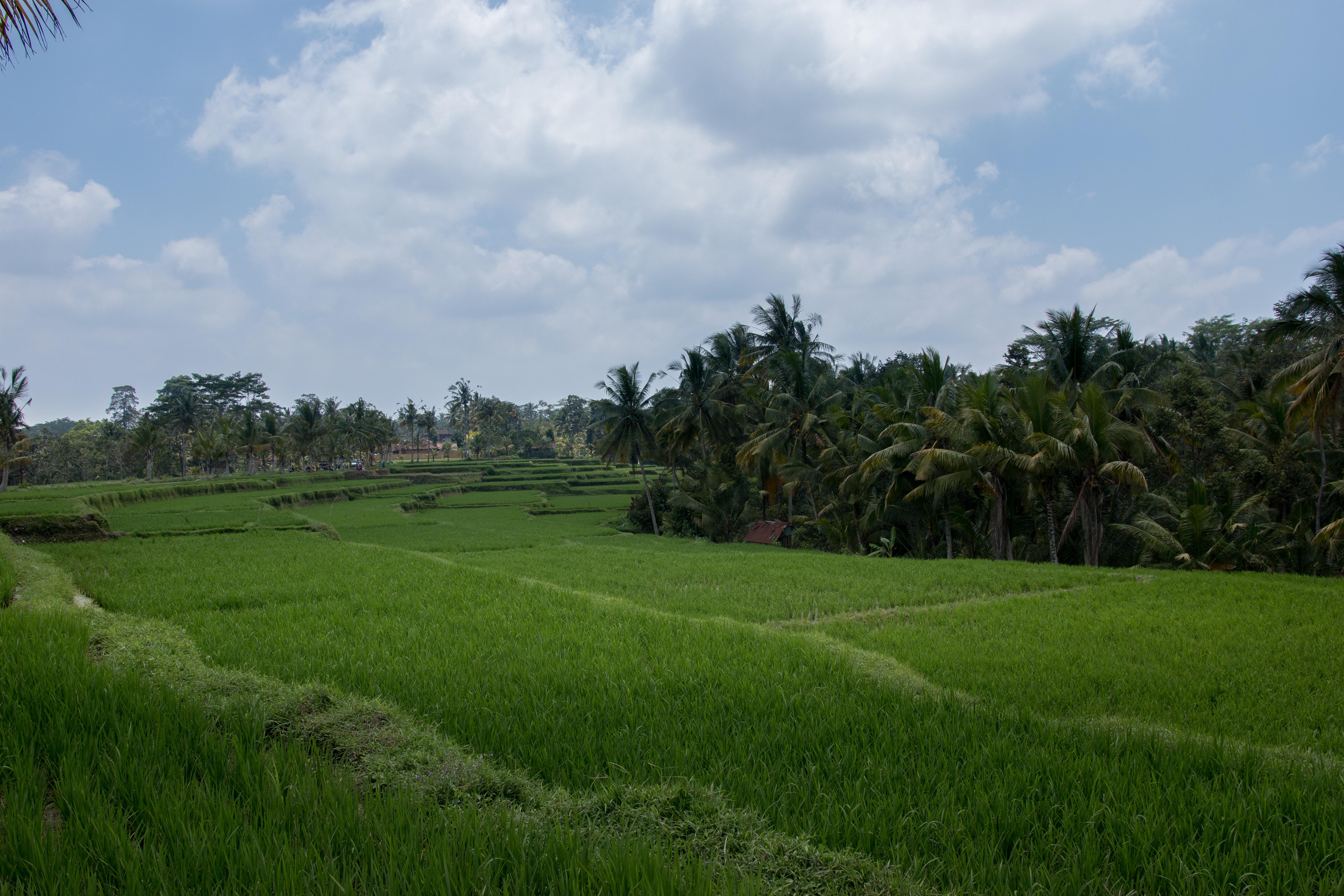 Onje Resort&Villas Ubud Eksteriør bilde