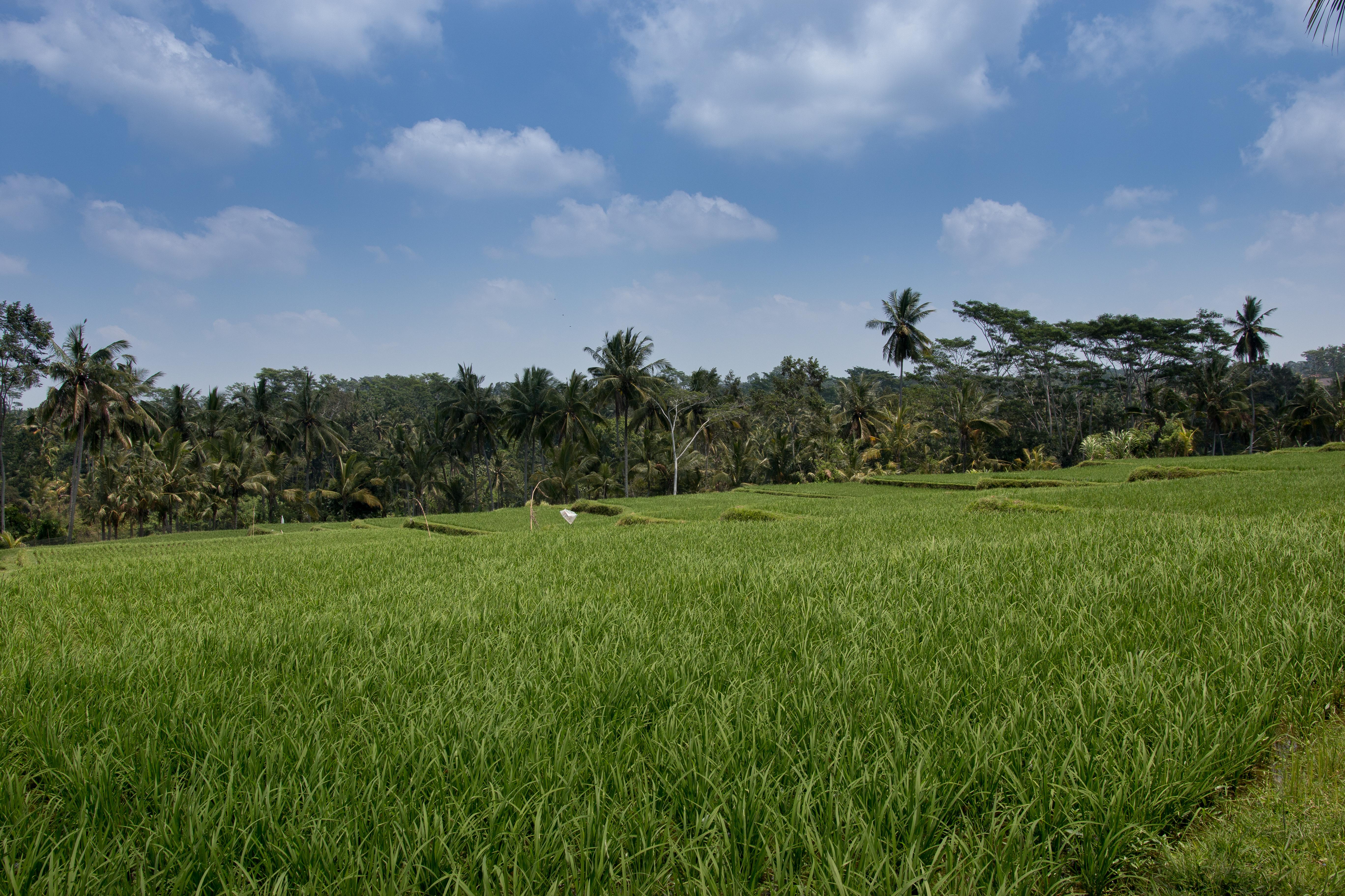 Onje Resort&Villas Ubud Eksteriør bilde