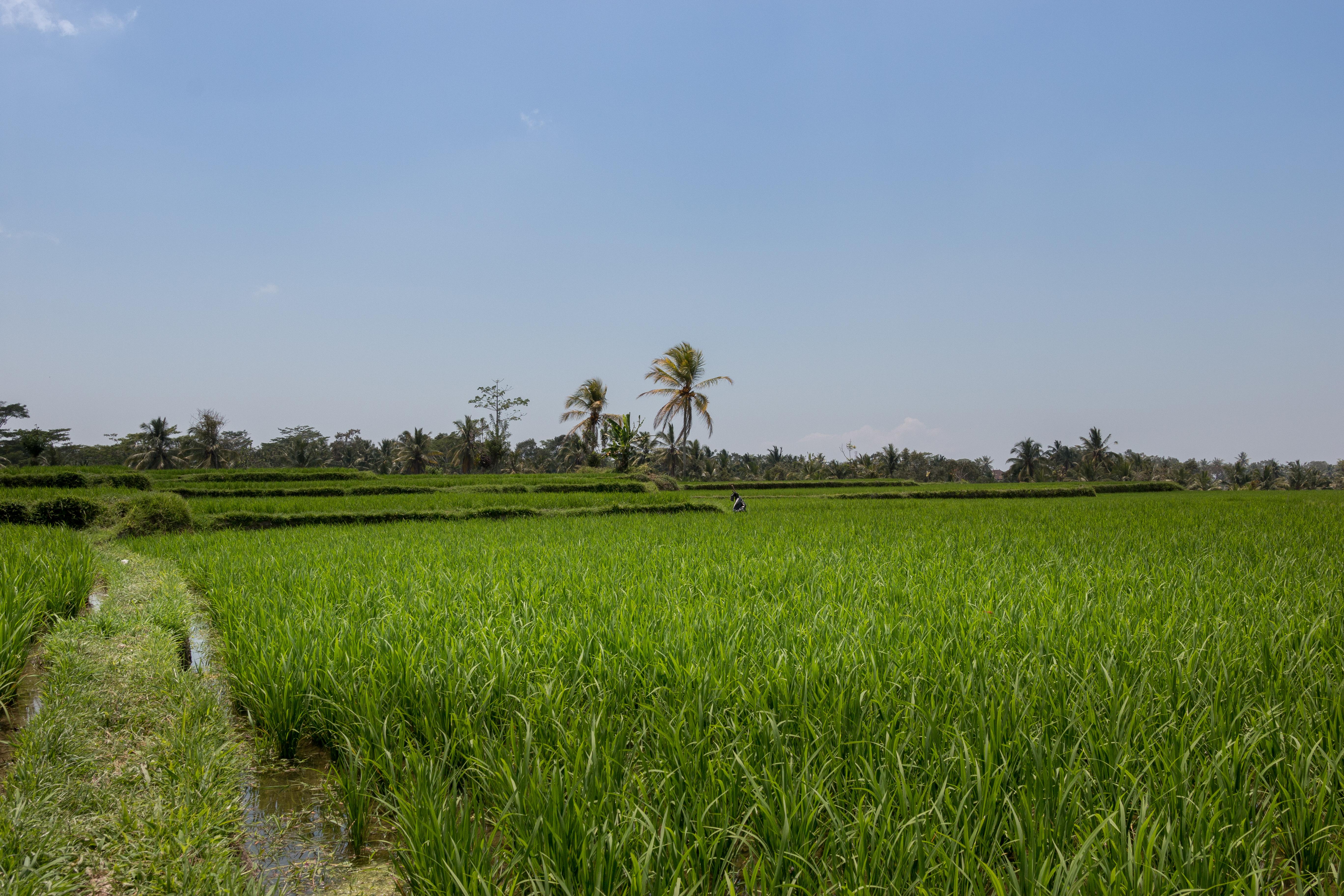 Onje Resort&Villas Ubud Eksteriør bilde