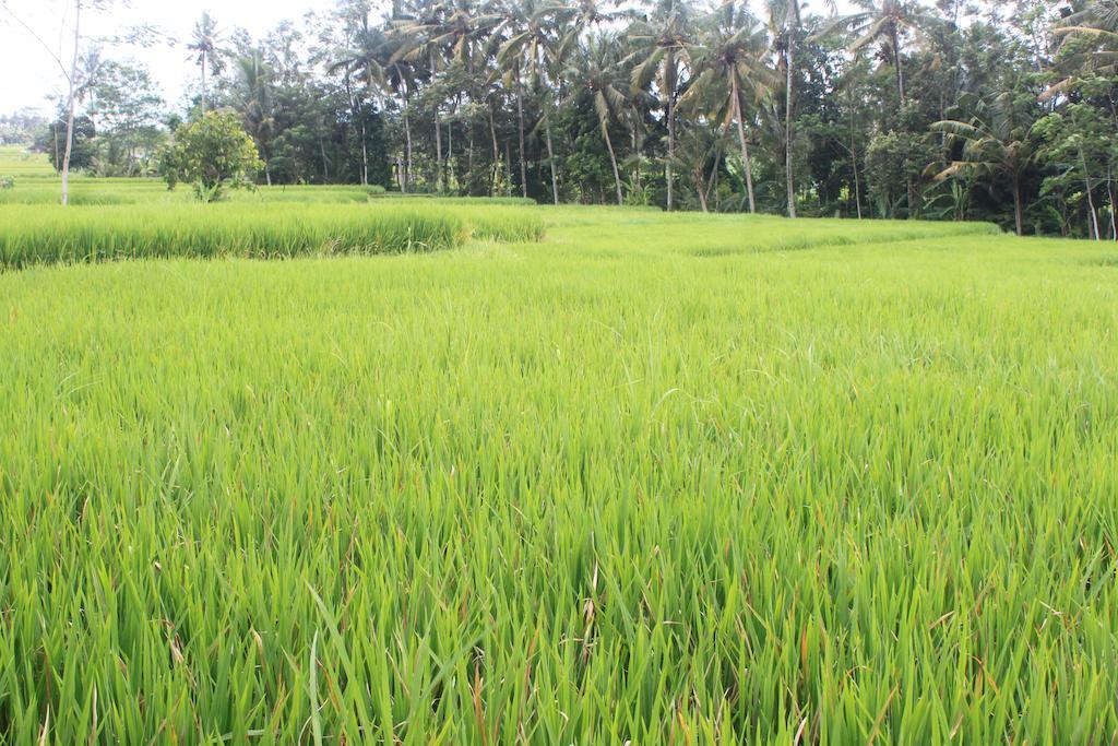 Onje Resort&Villas Ubud Eksteriør bilde